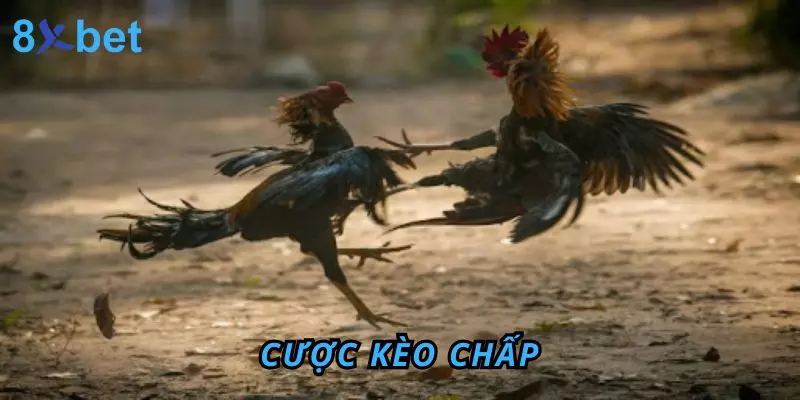 Đá Gà Thomo 8Xbet – Sân Chơi Đỉnh Cao Cho Anh Em Đam Mê 6 Cược kèo Chấp
