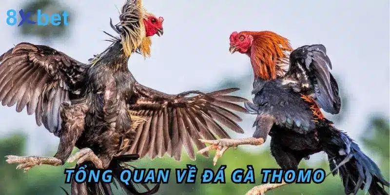Đá Gà Thomo 8Xbet – Sân Chơi Đỉnh Cao Cho Anh Em Đam Mê 2 Tổng quan về đá gà Thomo